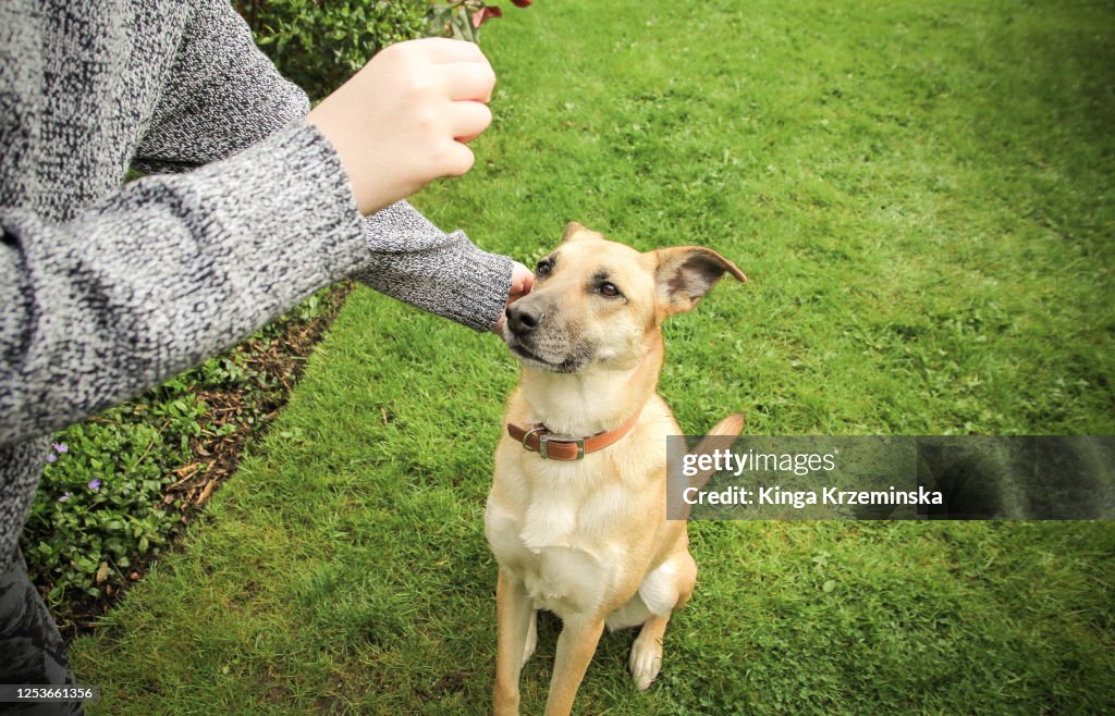 Dog training