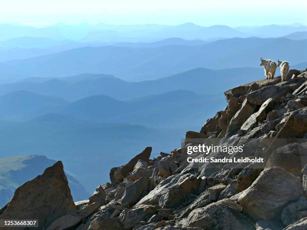 two mountain goats on mt evans - colorado rocky mountains - mountain goat stock pictures, royalty-free photos & images