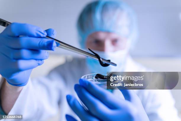 científico preparando medicina de sanguijuela. modern lab. uso de alicates - sanguijuela fotografías e imágenes de stock