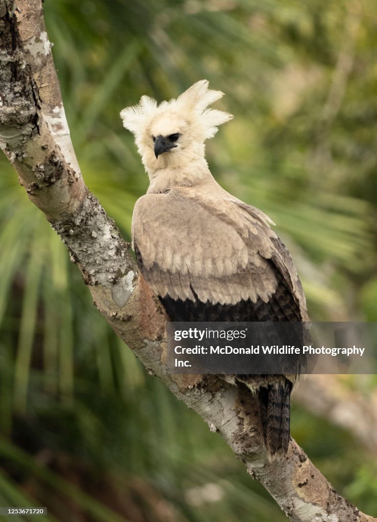 Harpy Eagle