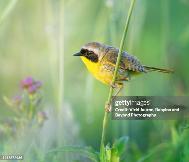 adorable common yellowthroat in soft green foliage at middle creek, pennsylvania - june 2020 stock pictures, royalty-free photos & images