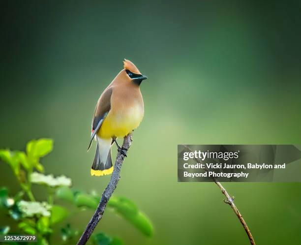 beautiful cedar waxwing against soft green background at middle creek, pennsylvania - cedar waxwing stockfoto's en -beelden