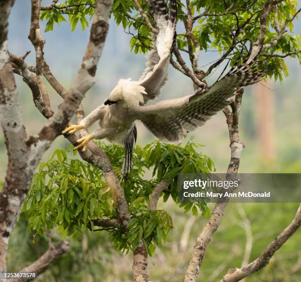 harpy eagle - harpij arend stockfoto's en -beelden