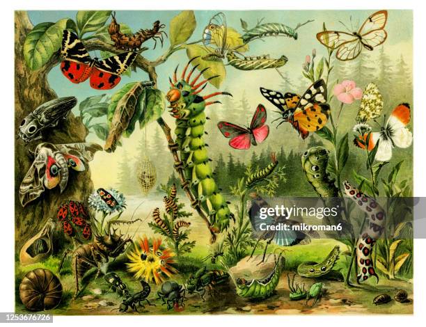 First Primitive Insects The Early Worm Photos and Premium High Res Pictures - Getty Images