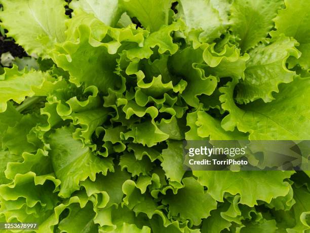 natural green texture of salad plant - lettuce stock pictures, royalty-free photos & images