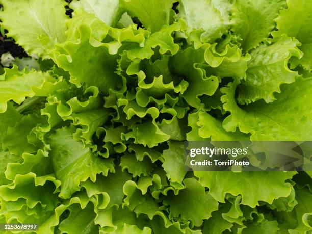 natural green texture of salad plant - butterhead lettuce - fotografias e filmes do acervo