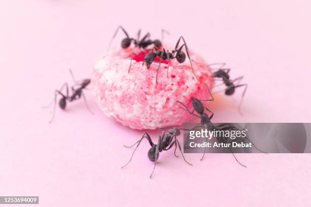 studio shoot of a group of ants working together with big color cereal loop. - little effort stock pictures, royalty-free photos & images