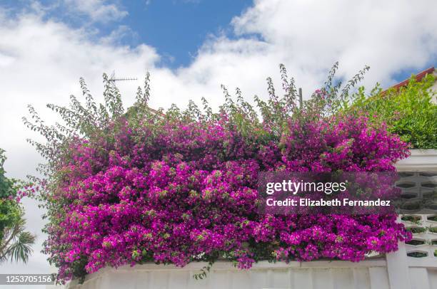 facade with bougainvillea in bloom - buganville foto e immagini stock