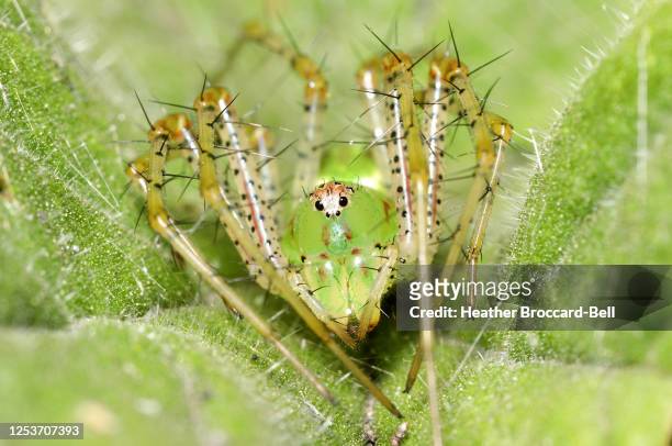female green lynx spider (peucetia viridans) - cephalothorax stock pictures, royalty-free photos & images