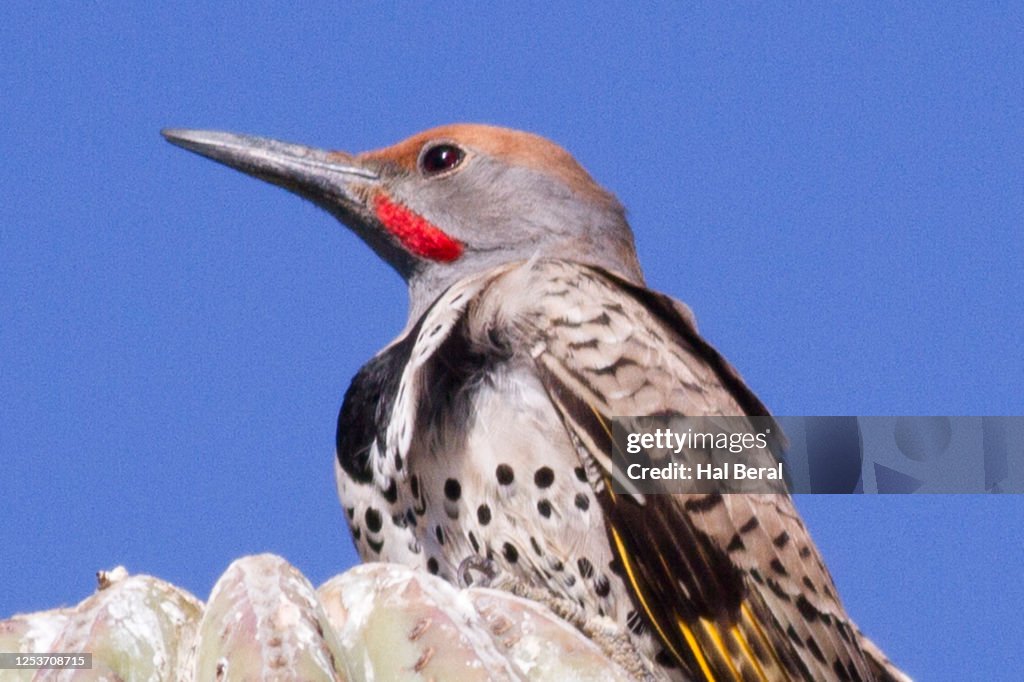 Gilded Flicker close-up
