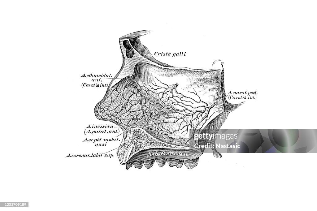 Las arterias del tabique nasal
