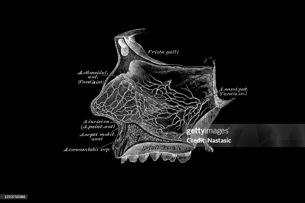 Die Arterien des Nasenseptums