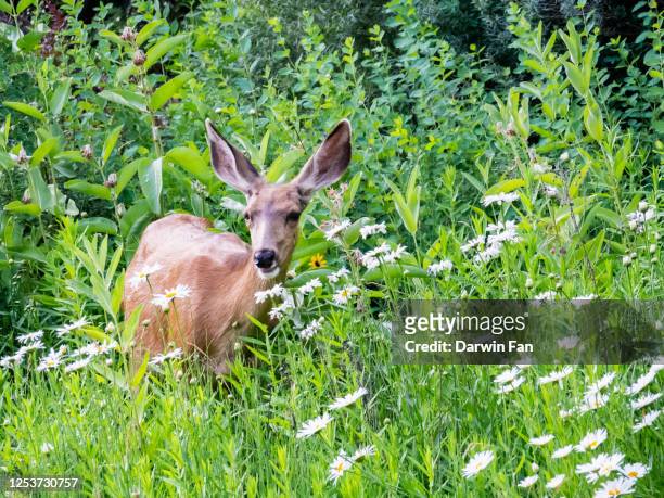deer at public park - mule deer stock pictures, royalty-free photos & images