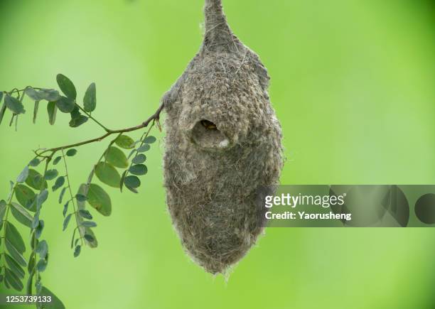 chinese sparrow nest on the tree - uccello tessitore foto e immagini stock