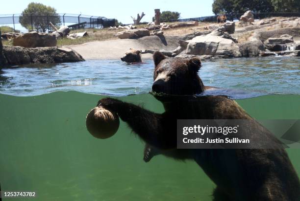 Grizzly bear swims in a pool at the Oakland Zoo on July 01, 2020 in Oakland, California. The Oakland Zoo is on the brink of permanent closure after...