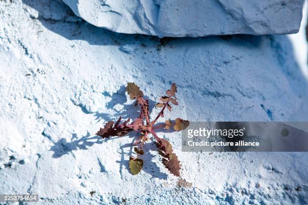 April 2023, Portugal, Tomar: A plant grows on a wall painted light blue. Photo: Viola Lopes/dpa