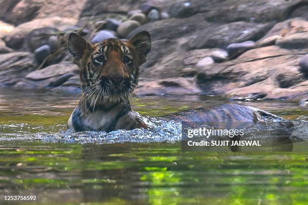 Bengal tiger cub cools off in a pond at their enclosure at the Mumbai Zoo in Mumbai on May 11, 2023.