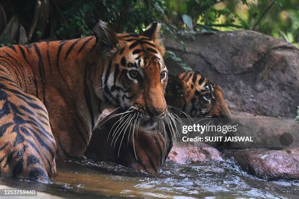 Bengal tigress with her cub cool off in a pond at their enclosure at the Mumbai Zoo in Mumbai on May 11, 2023.