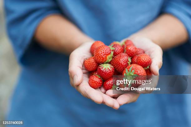 woman holding fresh strawberries in hands, close up. - strawberries stockfoto's en -beelden