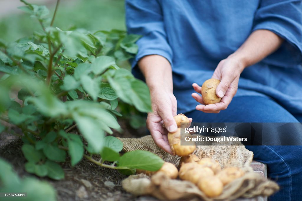 Woman gathering potatoes from vegetable patch, close up.