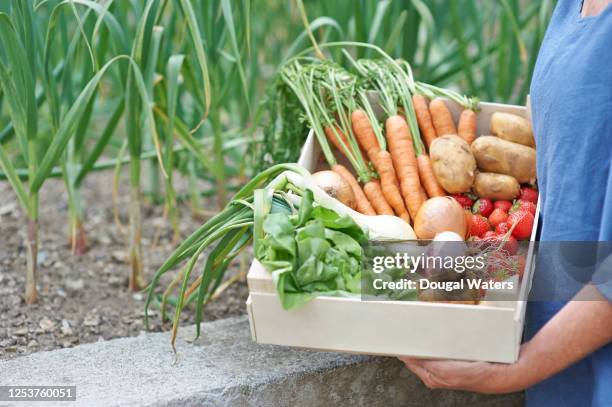 gardener holding fresh vegetable box in garden. - allium flower imagens e fotografias de stock