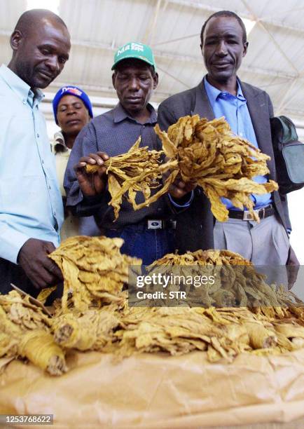 Zimbabwean farmers and buyers look at tobacco leaves at Harare tobacco auction floors 26 April 2006 as the tobacco selling season openes with low...