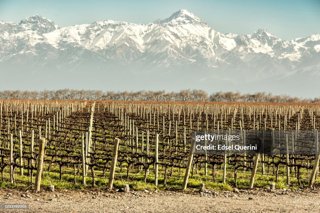 Malbec grape vineyards, recently pruned. Tupungato, Mendoza, Argentina.