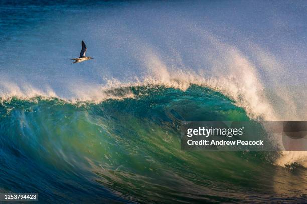 an australasian gannet (morus serrator) soars above a wave - australasian gannet stock pictures, royalty-free photos & images