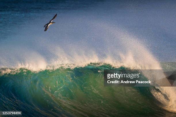 an australasian gannet (morus serrator) soars above a wave - australasian gannet stock pictures, royalty-free photos & images
