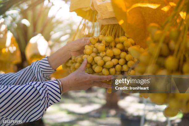 woman is harvesting date palm - date palm tree 個照片及圖片檔