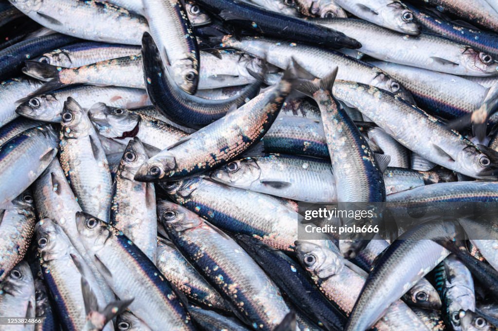 Industrie de la pêche: énorme prise de poisson hareng sur le bateau en mer du Nord
