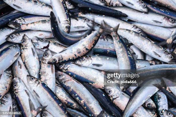 visserij: enorme vangst haringvissen op de boot in noordzee - fishing boats stockfoto's en -beelden