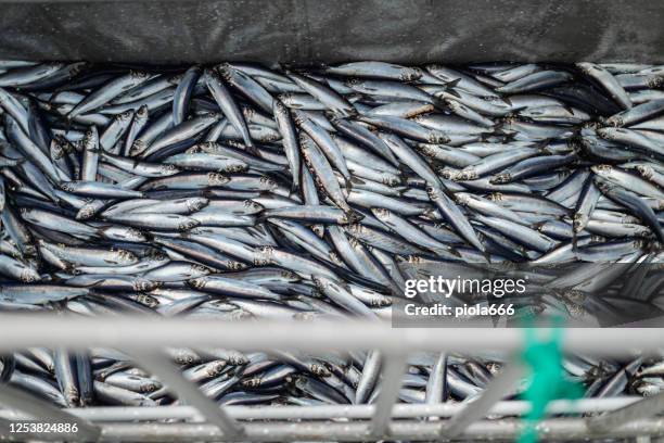 industria pesquera: enorme captura de peces arenque en el barco en el mar del norte - arenque fotografías e imágenes de stock