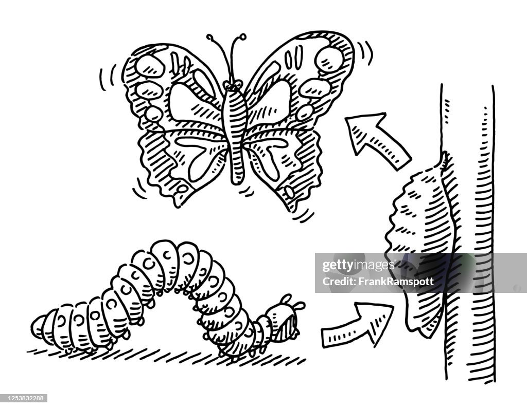 Caterpillar Schmetterling Metamorphose Zeichnung