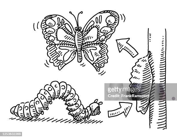 ilustrações de stock, clip art, desenhos animados e ícones de caterpillar butterfly metamorphosis drawing - larva