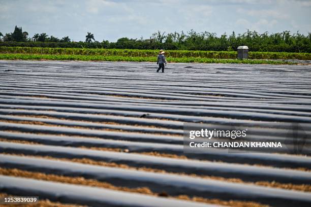 Migrant worker works on a farm land in Homestead, Florida on May 11, 2023. Florida Governor Ron DeSantis signed an immigration bill that creates...