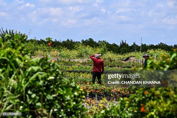 Migrant worker works on a farm land in Homestead, Florida on May 11, 2023. Florida Governor Ron DeSantis signed an immigration bill that creates...