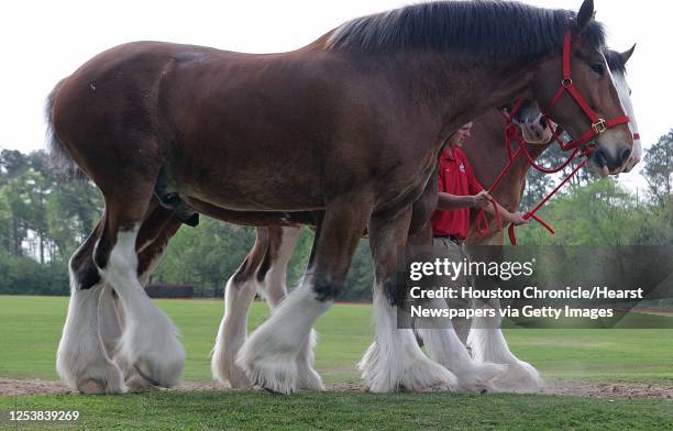 Washes one of the Budweiser Clydesdales at Houston Polo Club before this weeks Clydesdale appearances Monday, March 31 in Houston.