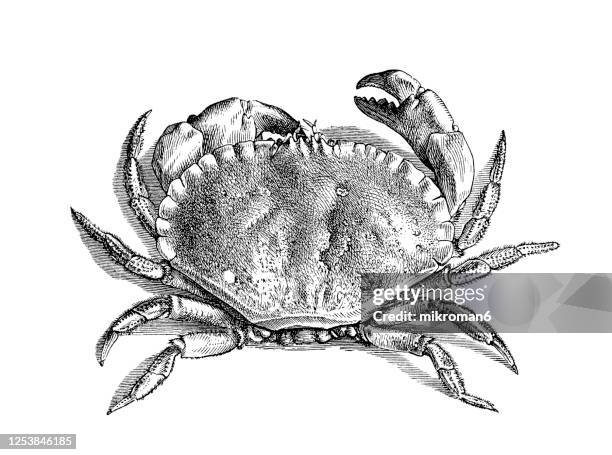 old engraved illustration of the edible crab, crustaceans - krabba fisk och skaldjur bildbanksfoton och bilder