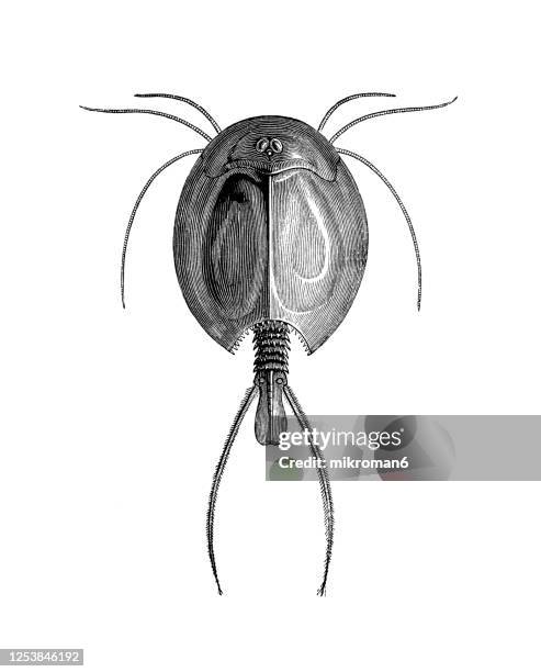 old engraved illustration of tadpole shrimp, crustaceans - tadpole stock pictures, royalty-free photos & images