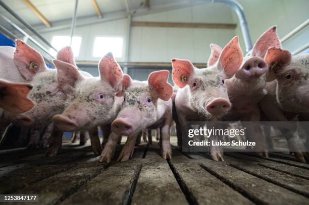 Piglets stand in a stall at a pig farm on July 02, 2020 near Kempen, Germany. Many hog farms across the state of North Rhine-Westphalia are fearing...