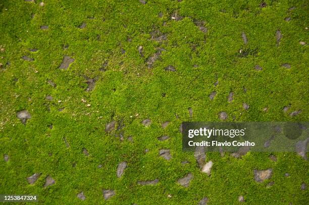 moss on rock background texture - mossy rock wall stock pictures, royalty-free photos & images