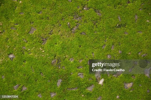 moss on rock background texture - rock formation texture stock pictures, royalty-free photos & images