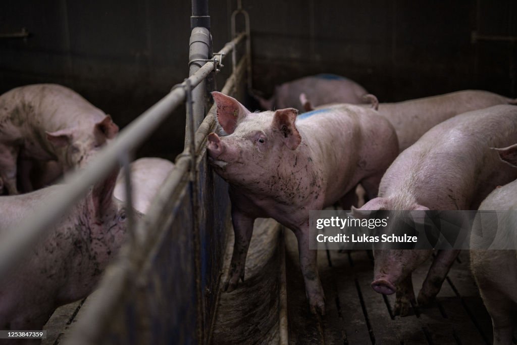 Pig Farmers Fear Losses As Slaughterhouses Remain Closed Following Covid-19 Outbreaks