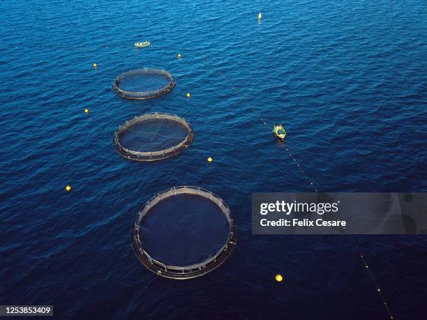 aerial view of fish farming cages. aquaculture work drone view. - fish farm stock pictures, royalty-free photos & images