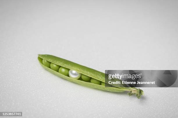 bead in half-open peas pod, montargis, france. - gelegenheit stock-fotos und bilder