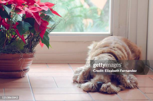 old dog lying down resting next to a window - poinsettia stock pictures, royalty-free photos & images