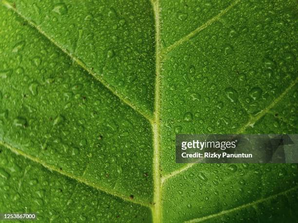 dew on tobacco leaf - tobacco foto e immagini stock