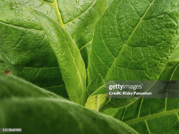 close-up of tobacco plants - nicotine stock pictures, royalty-free photos & images