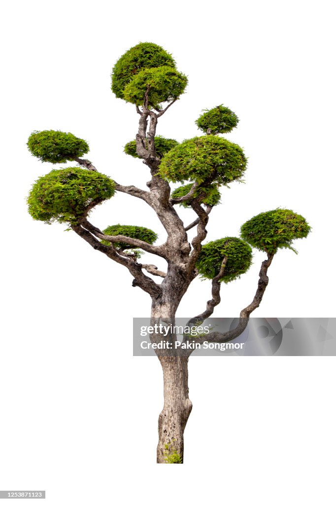 Close-Up of bonsai tree against isolated on white background. Tamarind tree bending